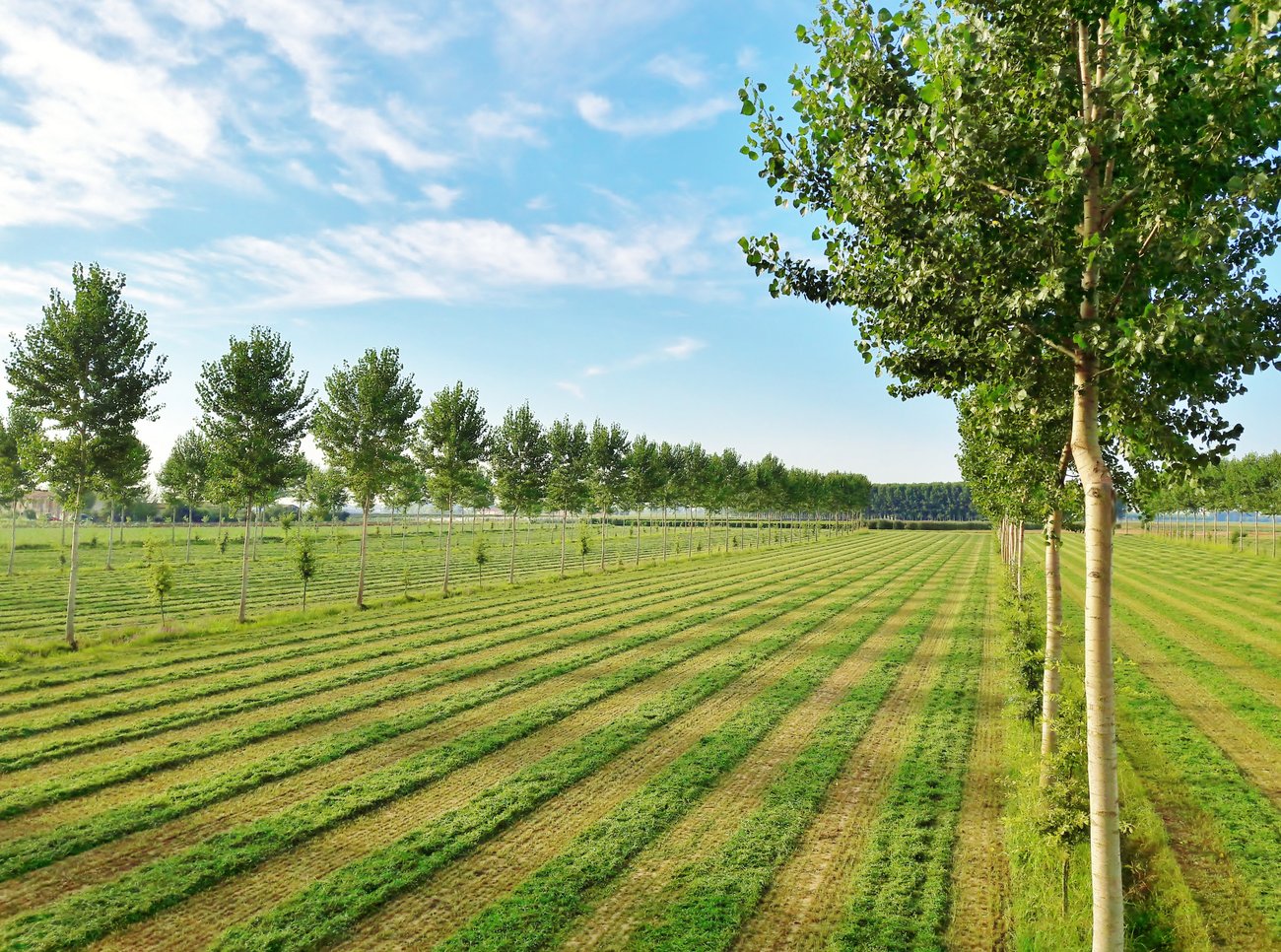 Agroforestazione - Campo