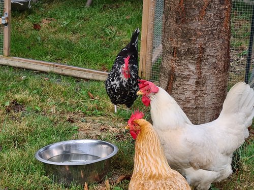 Galline al top! Conoscere le razze avicole piemontesi