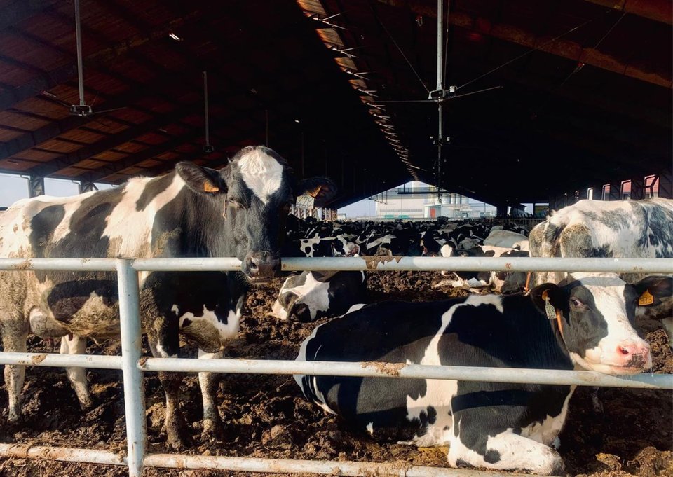 Compost barn - Tranquillità animali