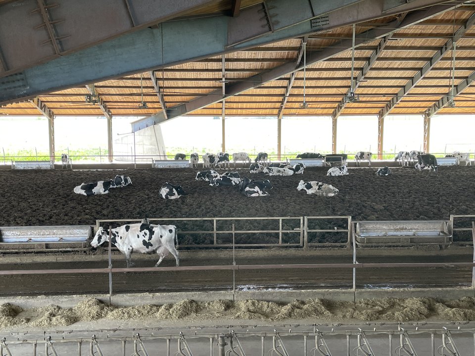 Compost barn - Stalla