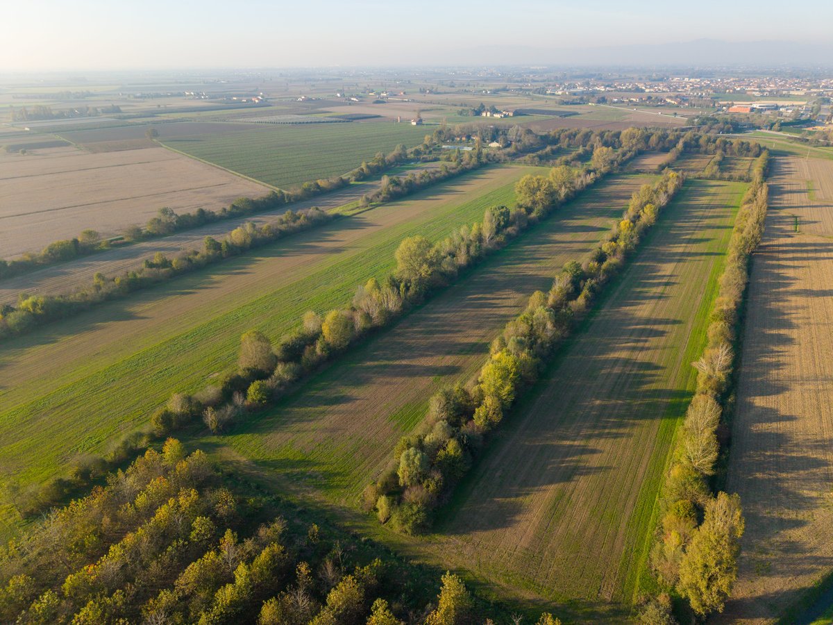 Agroforestazione - Visuale dall'alto