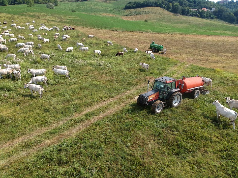 Bovini distesa aperto trattore