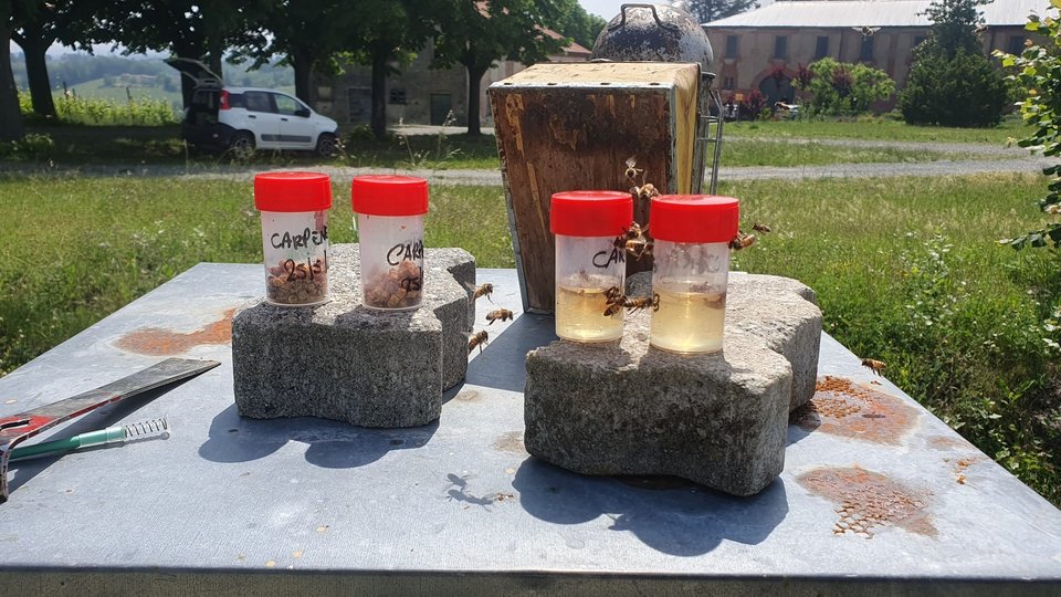 Analisi miele e polline