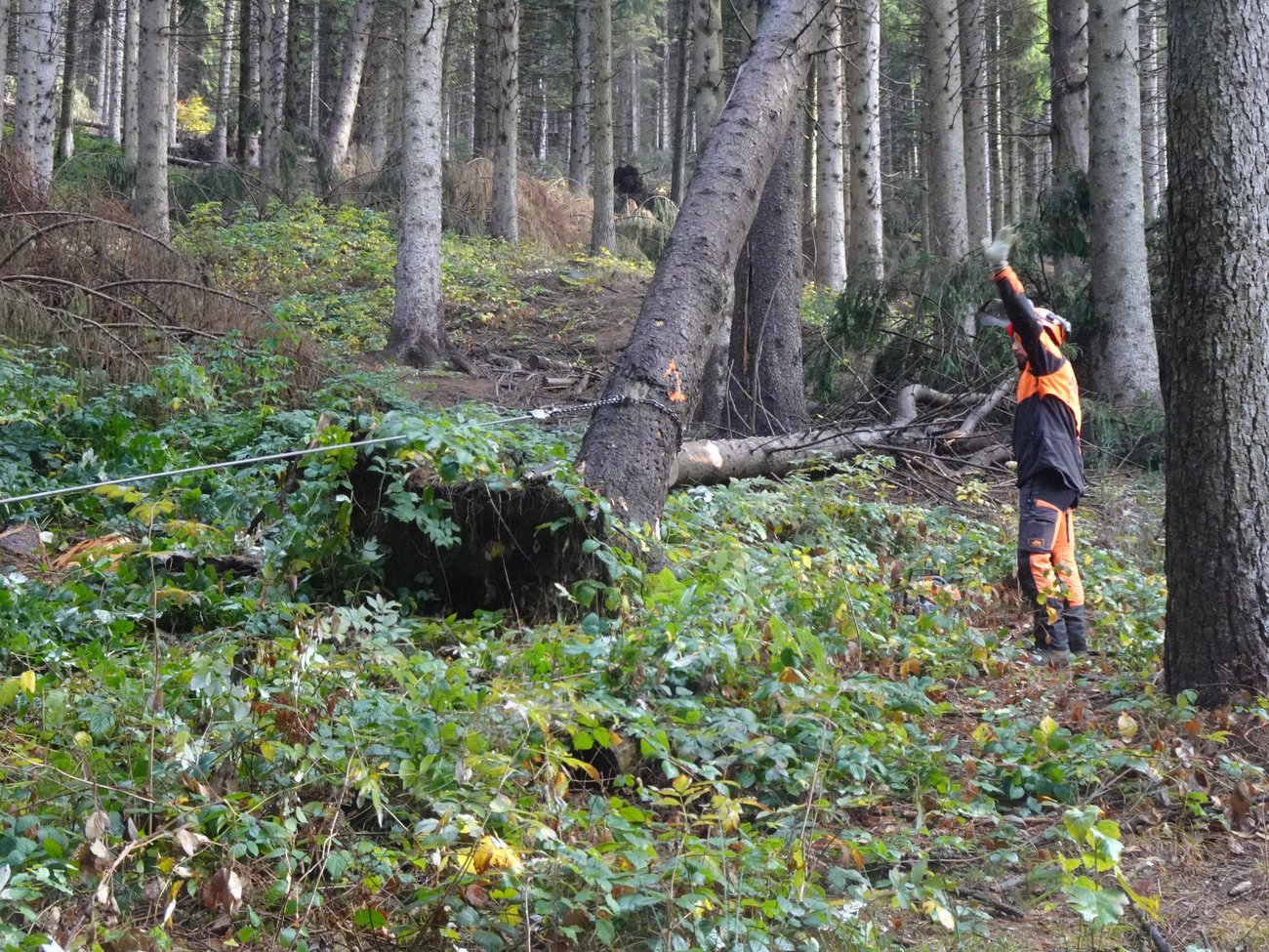 Sicurezza forestale - Lavori in bosco