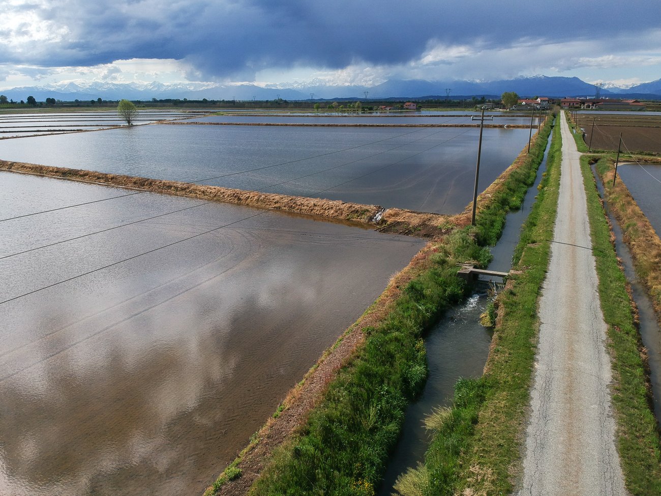 QGIS - Risaia dall'alto