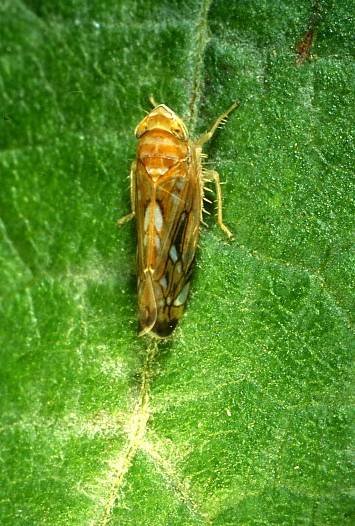 Fig. 3 – Scaphoideus titanus, l’insetto vettore di Flavescenza dorata