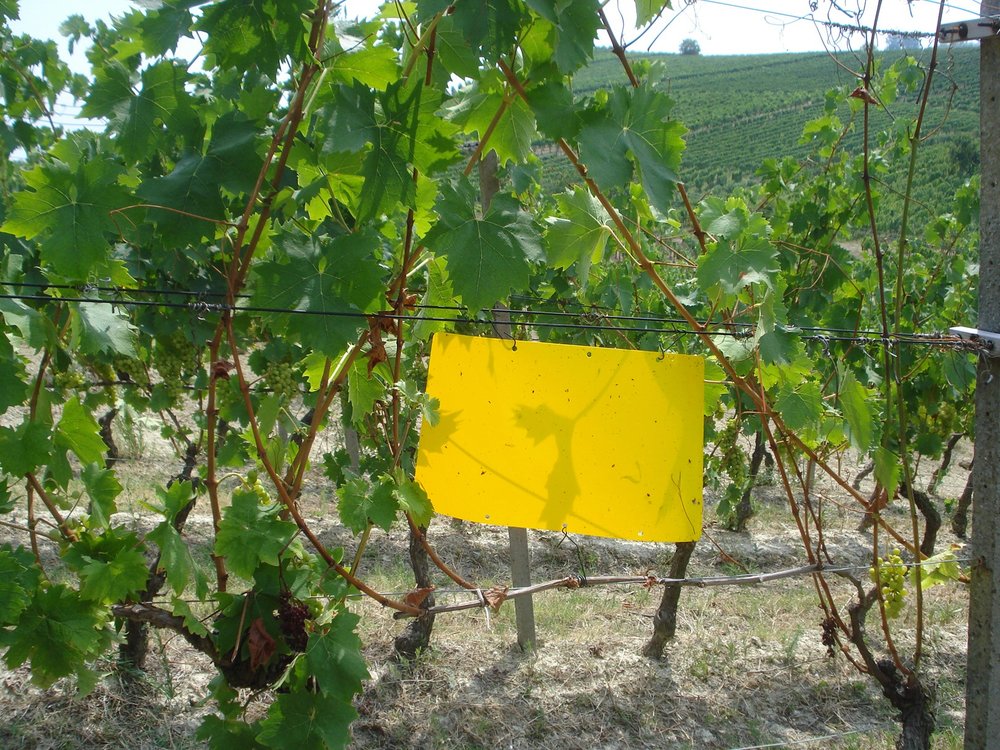 Fig. 4 – Trappola cromotattica posizionata in vigneto per il monitoraggio di Scaphoideus titanus