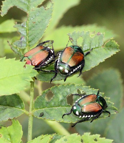 Popillia japonica, le strategie di contenimento della Regione Piemonte