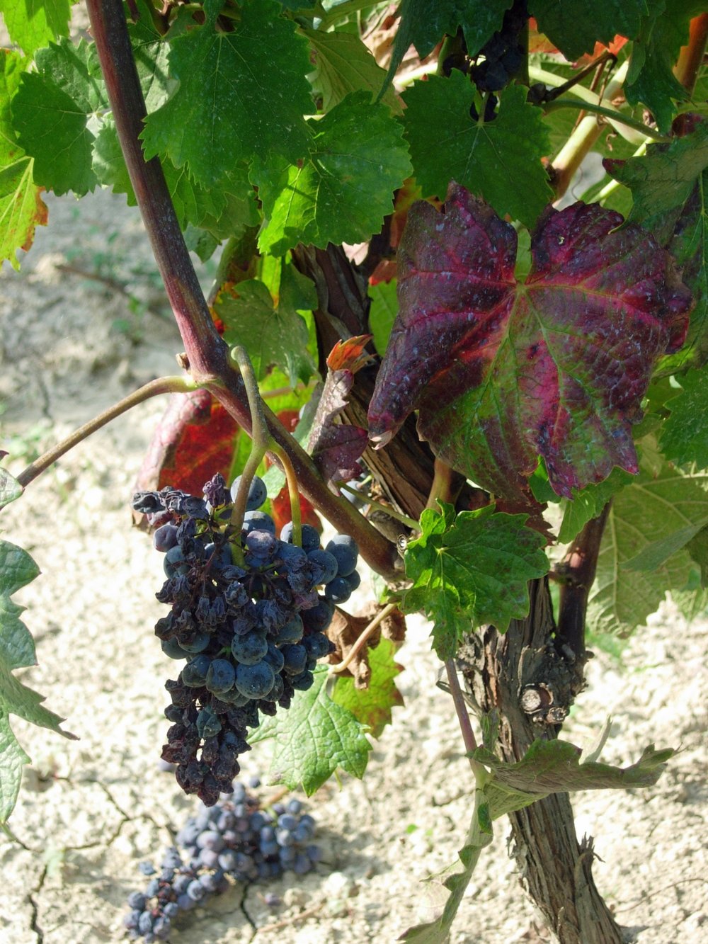 Fig. 2 – Danni alla produzione provocati da Flavescenza dorata