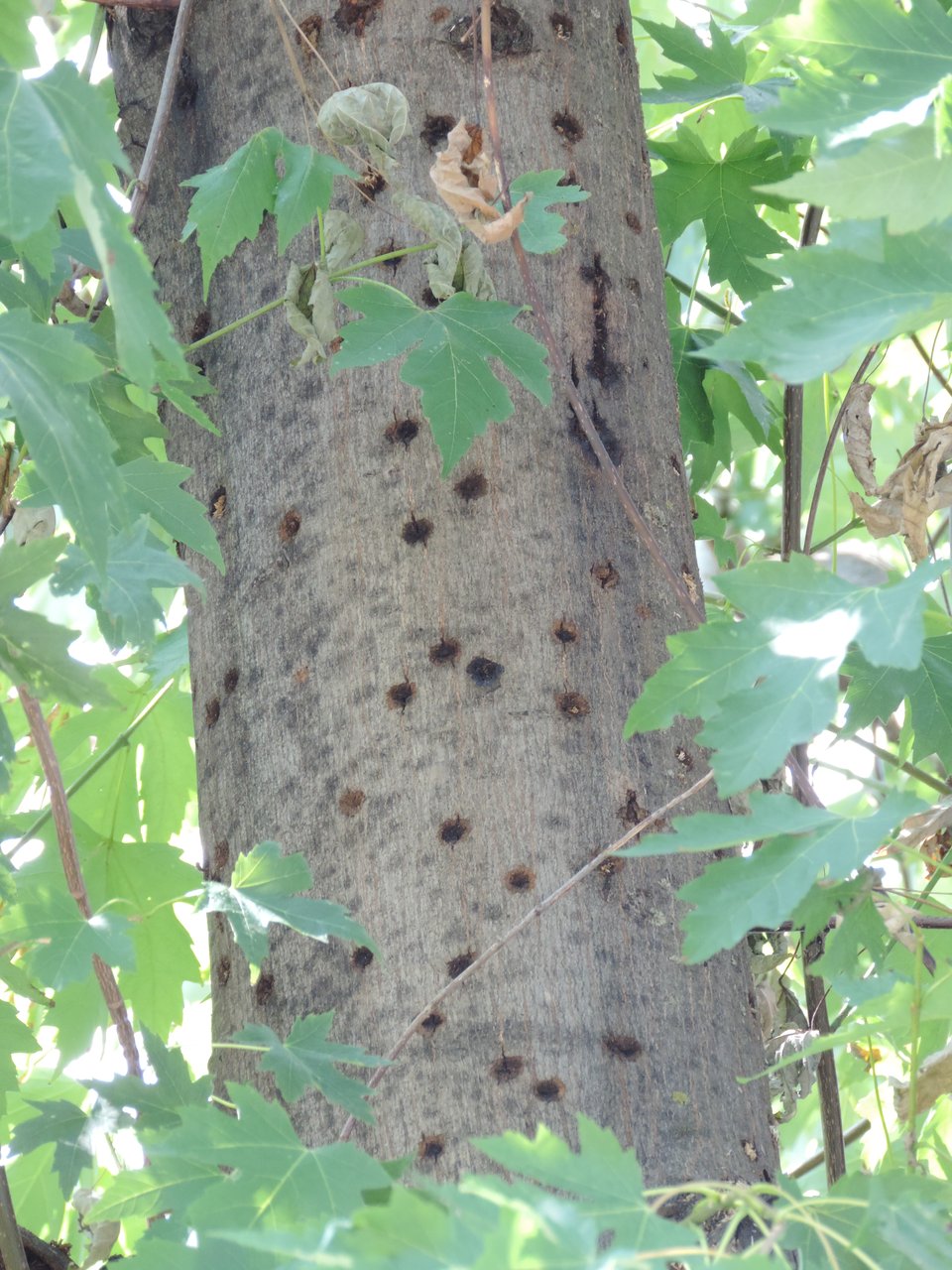 Segni di infestazione da tarlo asiatico del fusto