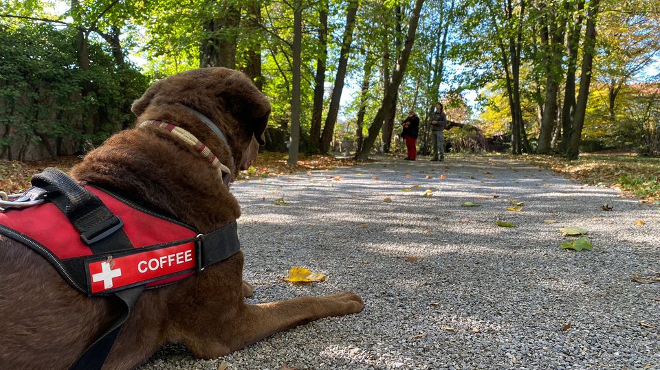 Sorveglianza con cani molecolari addestrati a riconoscere tarlo asiatico