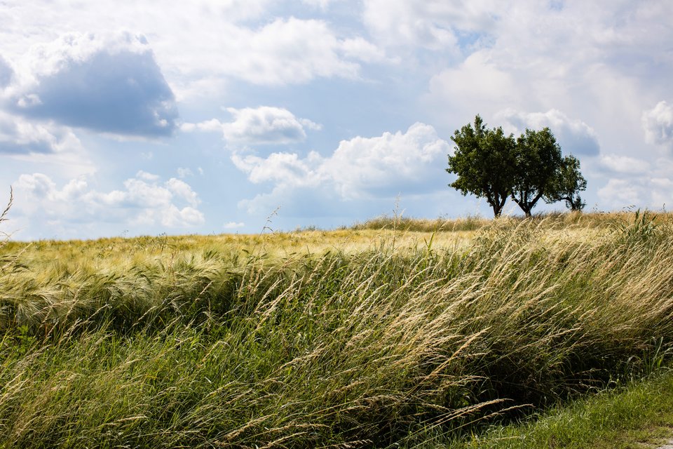 Gestione rischio - Grano
