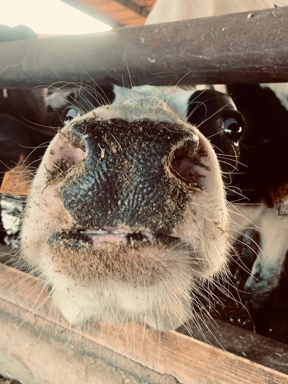 Compost barn - Animali