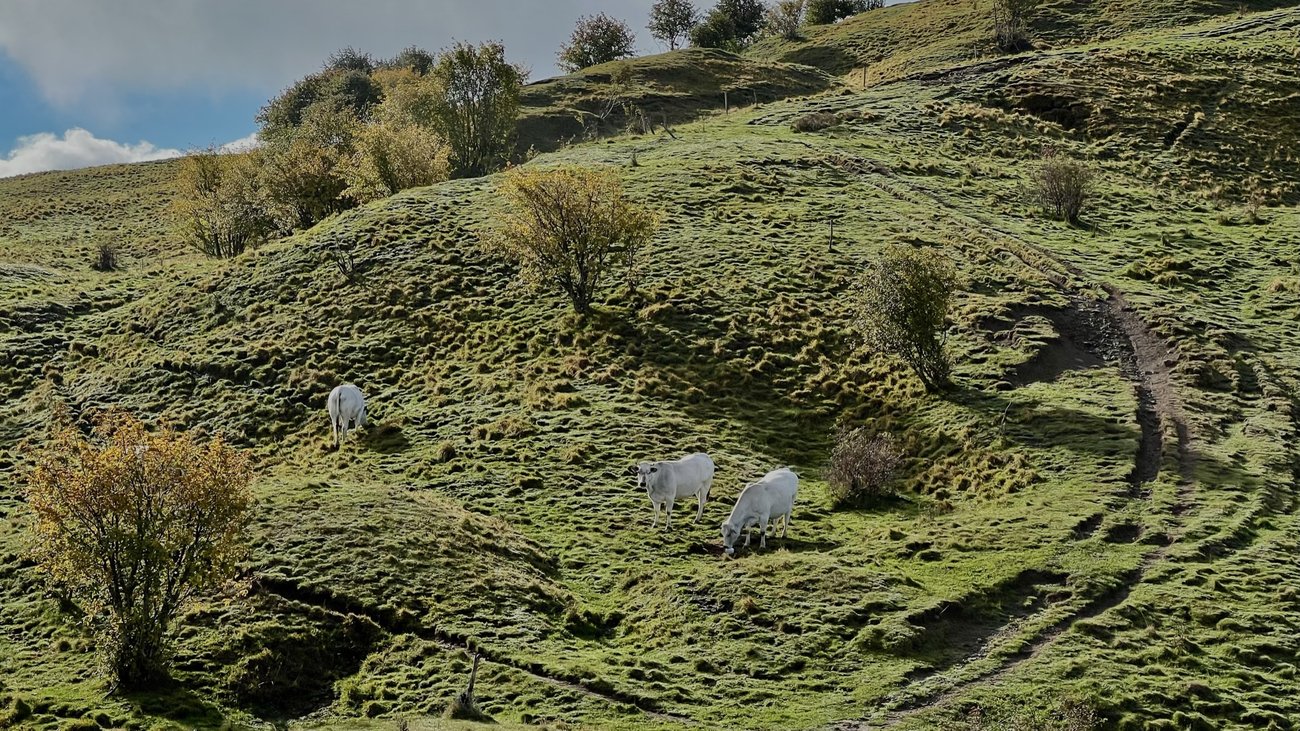 Banca Regionale della Terra - Allevamento