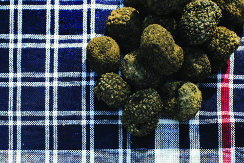 Carta della potenzialità territoriale alla produzione di tartufi