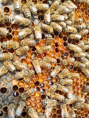 Biomonitoraggio ambientale con le api