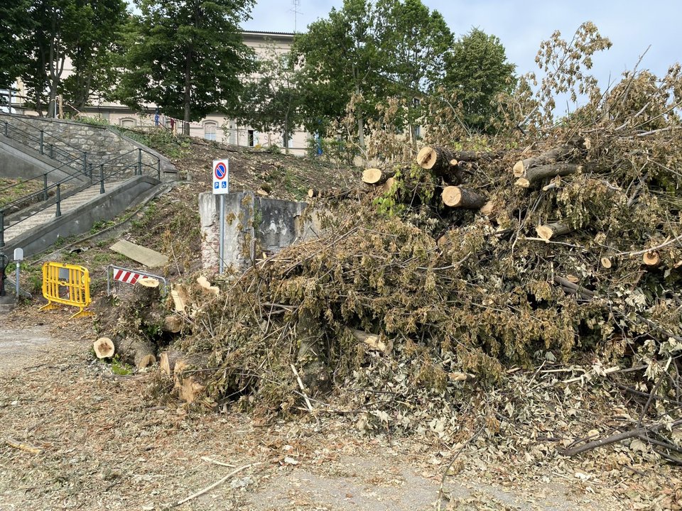 Cantiere di abbattimento di piante infestate da tarlo asiatico del fusto