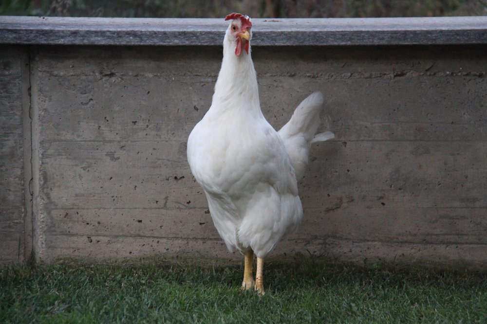 Gallina bianca di Saluzzo