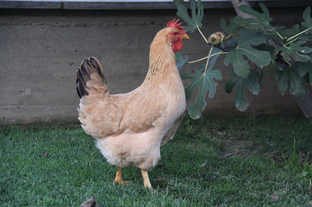 Gallina bionda piemontese