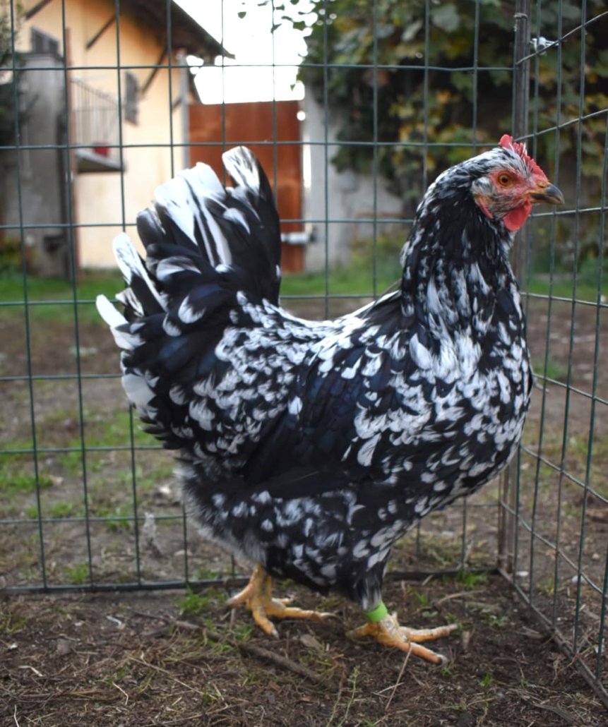 Gallina millefiori piemontese