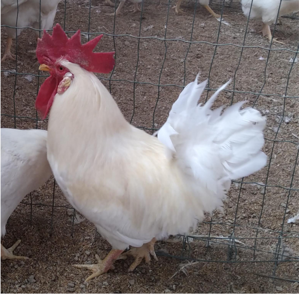 Gallina bianca di Saluzzo - Gallo