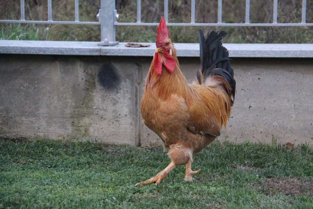 Gallina bionda piemontese - gallo