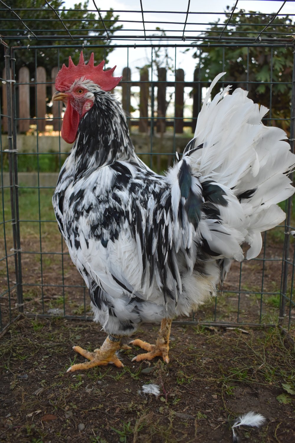 Gallina millefiori piemontese - gallo