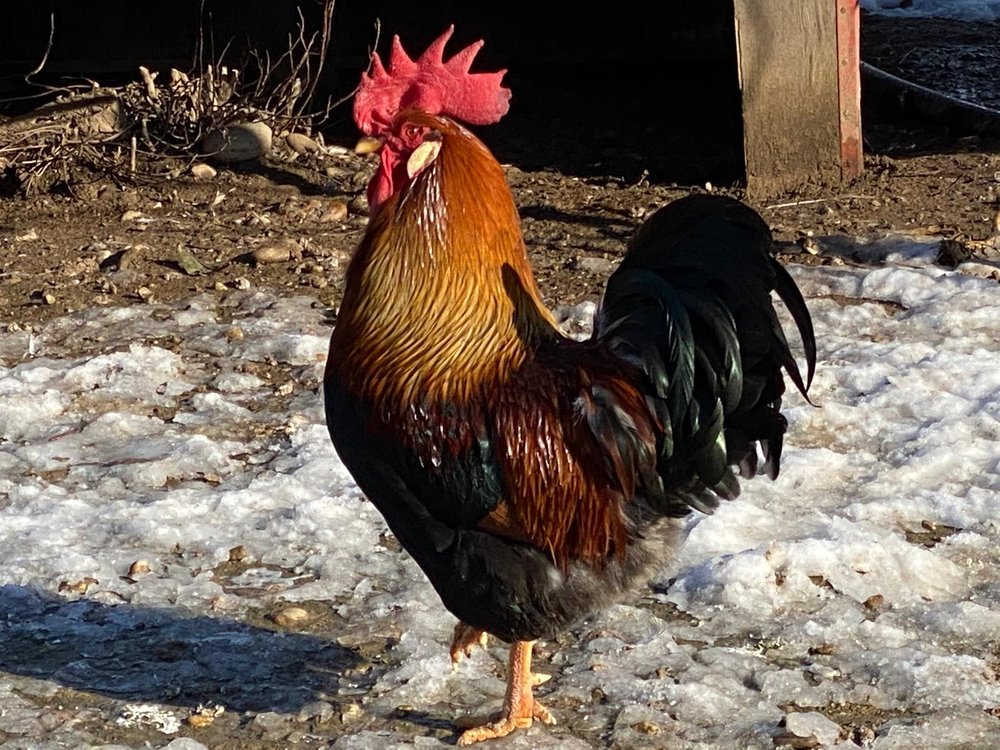 Gallina nostrana di Morozzo - gallo