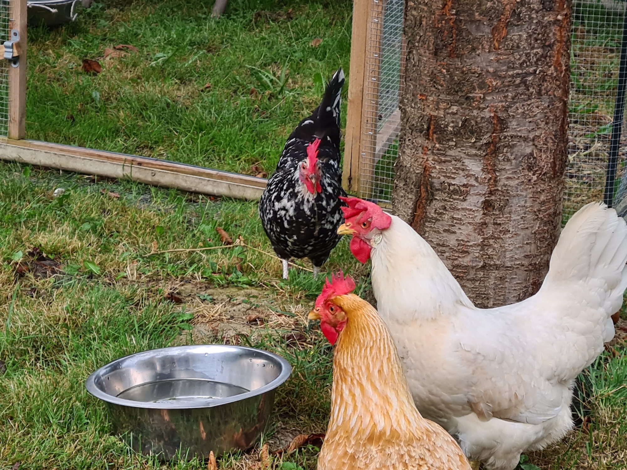 original_images/3_galline.jpg